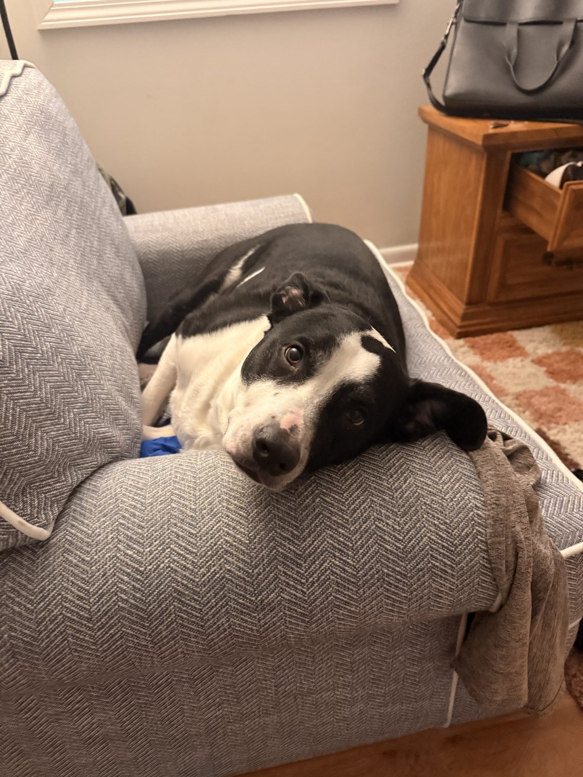 Kenobi, a black and white dog, resting his chin on the arm of a sofa